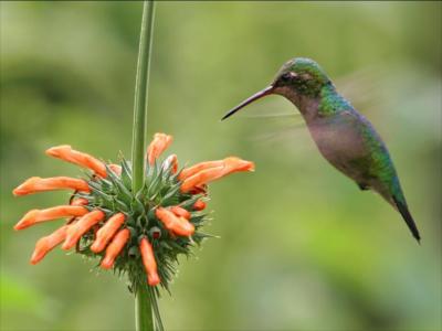 quantas-especies-habitam-a-terra-